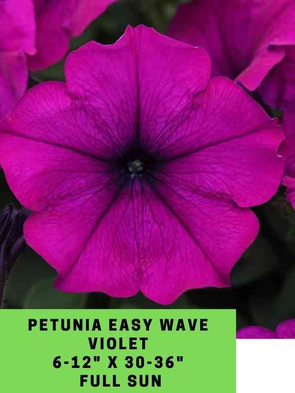 petunia easy wave violet labeled