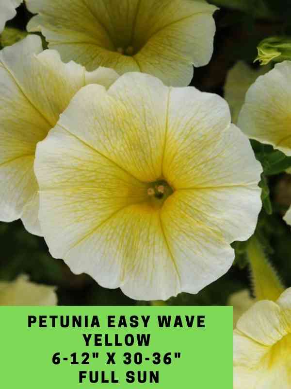 petunia easy wave yellow labeled