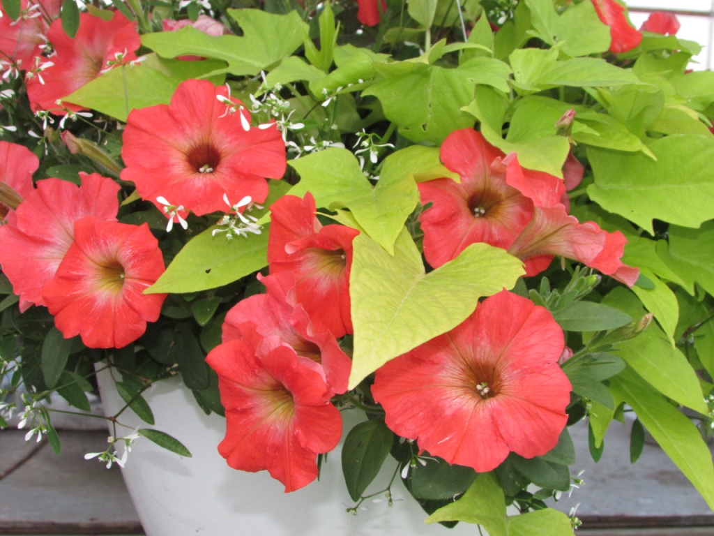 thumb_IMG_1524_1024