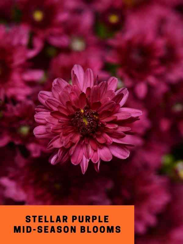 Mum Stellar Purple