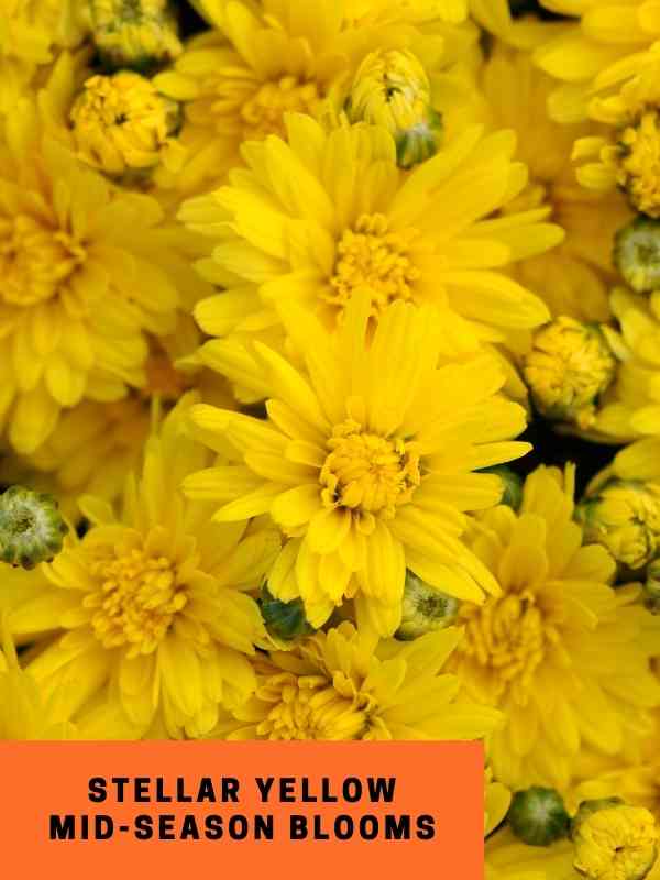 Mum Stellar Yellow