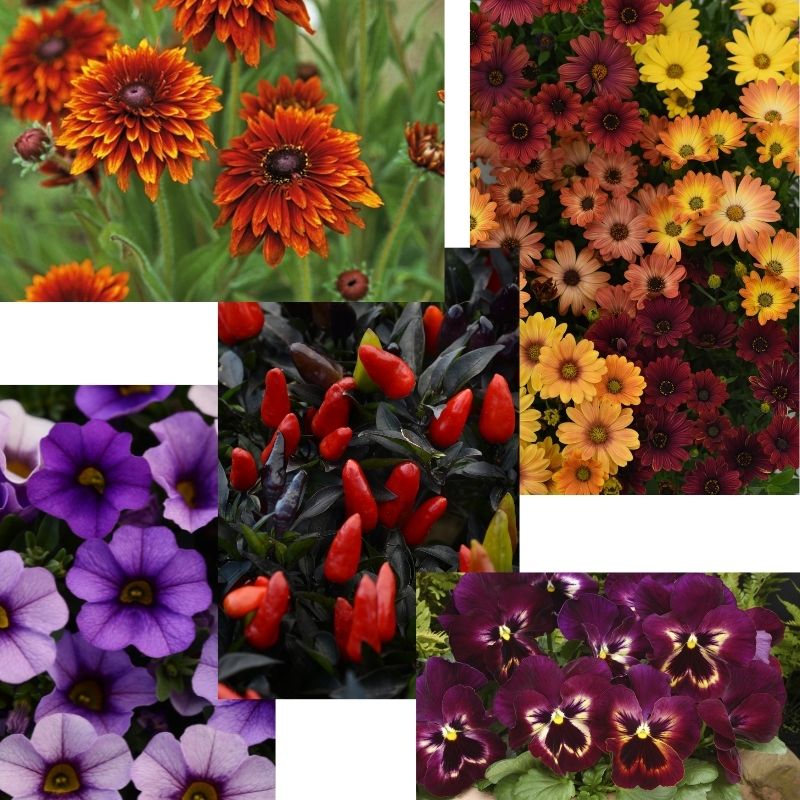 Website Thumbs (1)
