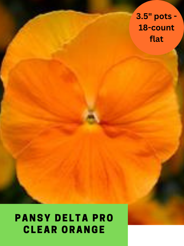 Fall 2024 Annuals